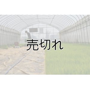 画像2: 農業生産法人　(株)ヤマグレイン　令和6年産　埼玉県吉見町産米