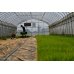 画像2: 農業生産法人　(株)ヤマグレイン　令和6年産　埼玉県吉見町産米 (2)