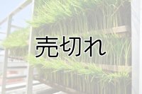 農業生産法人　(株)ヤマグレイン　令和6年産　埼玉県吉見町産米