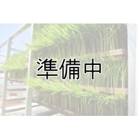 農業生産法人　(株)ヤマグレイン　令和6年産　埼玉県吉見町産米