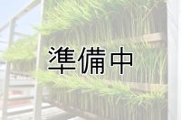 農業生産法人　(株)ヤマグレイン　令和6年産　埼玉県吉見町産米