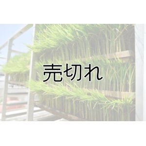 画像1: 農業生産法人　(株)ヤマグレイン　令和6年産　埼玉県吉見町産米