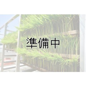 画像1: 農業生産法人　(株)ヤマグレイン　令和6年産　埼玉県吉見町産米