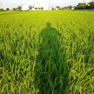 画像4: 新井秀明　令和8年産　埼玉県吉見町産米
