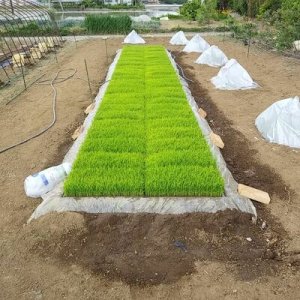 画像6: 新井秀明　令和8年産　埼玉県吉見町産米