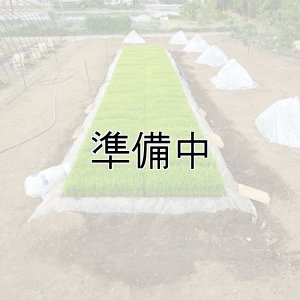 画像6: 新井秀明　令和7年産　埼玉県吉見町産米