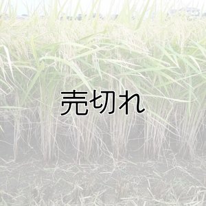 画像3: 新井秀明 令和7年産 埼玉県吉見町産米