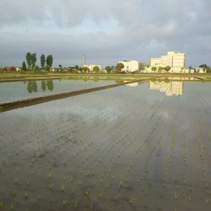 画像5: 新井秀明　令和8年産　埼玉県吉見町産米