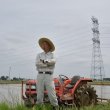 画像2: （株）横田農園　令和6年産　埼玉県吉見町産米 (2)