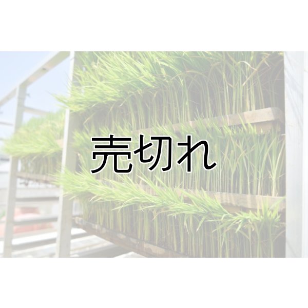 画像1: 農業生産法人　(株)ヤマグレイン (1)