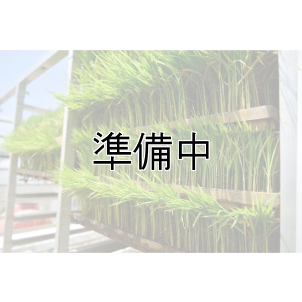 画像1: 農業生産法人　(株)ヤマグレイン (1)