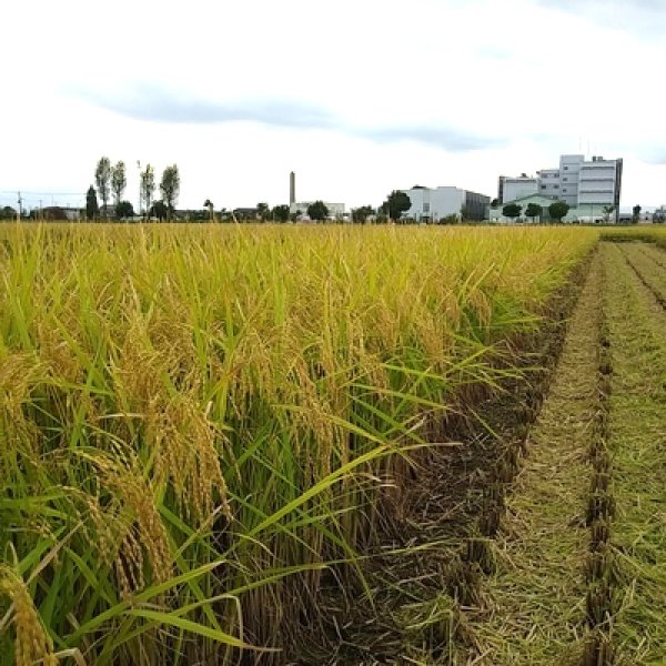 画像2: 新井秀明　令和7年産　埼玉県吉見町産米 (2)