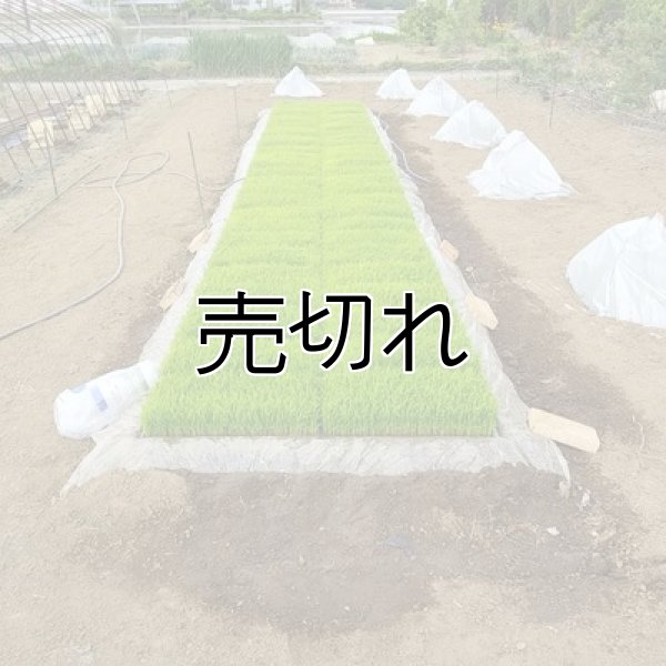 画像6: 新井秀明　令和7年産　埼玉県吉見町産米 (6)