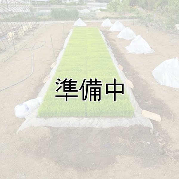 画像6: 新井秀明 (6)