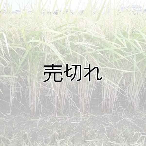 画像3: 新井秀明　令和7年産　埼玉県吉見町産米 (3)